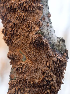 Brown-toothed Crust Fungus