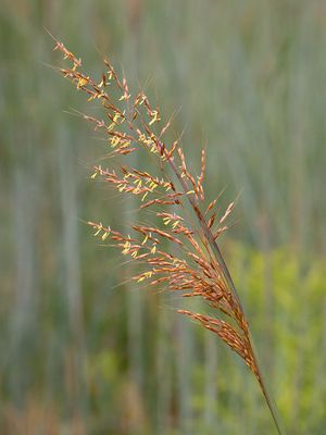 Indian Grass