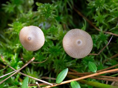 Sphagnum Greyling Mushrooms