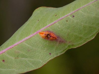 Fungi, Lichens and Slime Molds