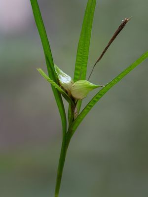 Greater Bladder Sedge