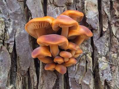 Velvet Foot Mushrooms
