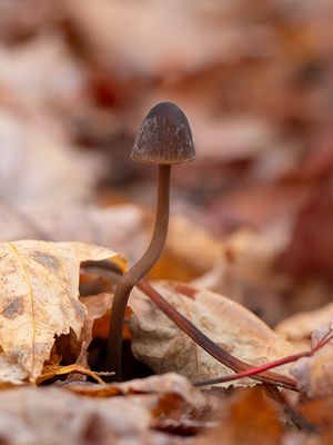 Pine Bonnet Mushroom