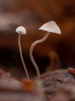 Common Mycena Mushrooms