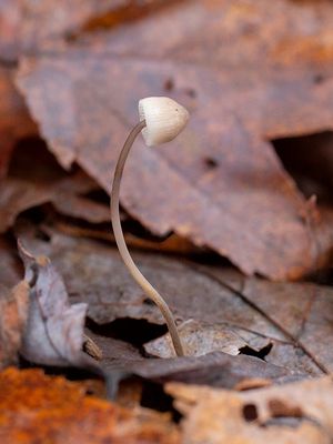 Common Mycena Mushroom