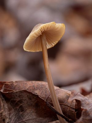 Common Mycena Mushroom