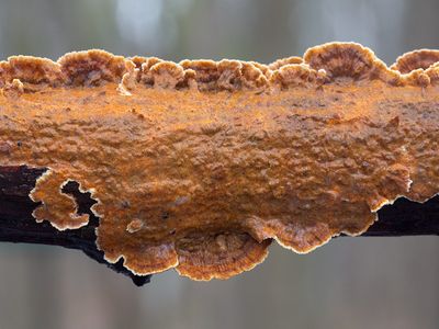 Fungi, Lichens and Slime Molds