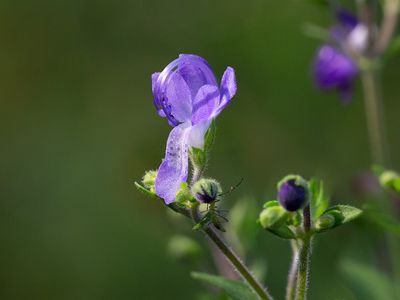 Wildflowers of Pennsylvania