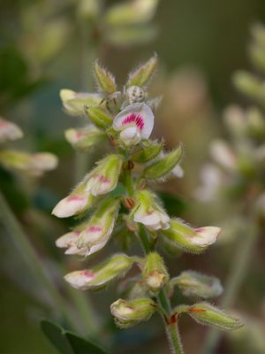 Hairy Bush Clover