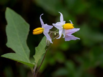 Horse Nettle