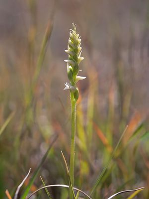Northern Oval Ladies'-tresses Orchid