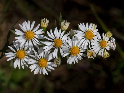 Wildflowers of Pennsylvania