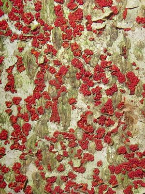 Fungi, Lichens and Slime Molds