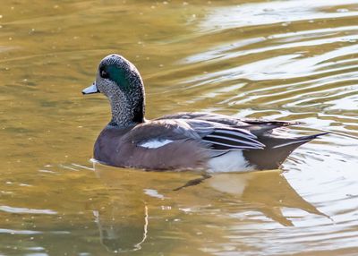American Widgeon
