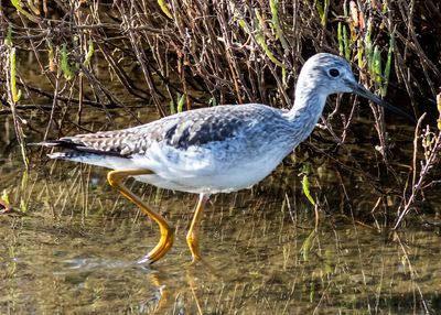 Greater Yellowlegs