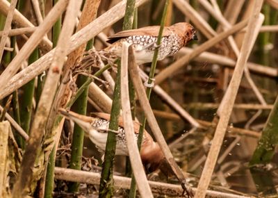 scaley-breasted-munia-01.jpg