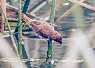 scaley-breasted-munia-02.jpg