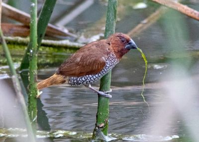 scaley-breasted-munia-03.jpg