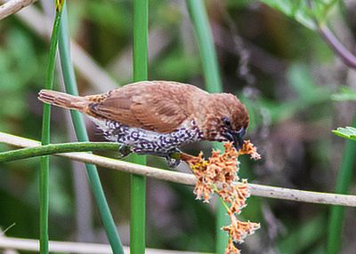 scaley-breasted-munia-05.jpg