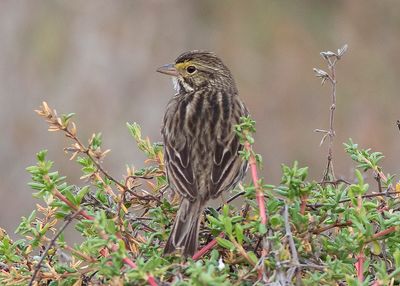 savannah-sparrow-01.jpg