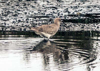 willet-02.jpg