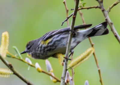 yellow-rumped-warbler-01.jpg