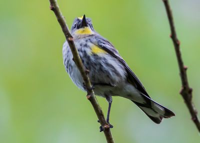 yellow-rumped-warbler-02.jpg