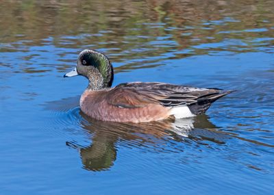 American Wigeon