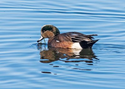 American Wigeon