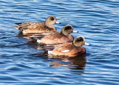 American Wigeon