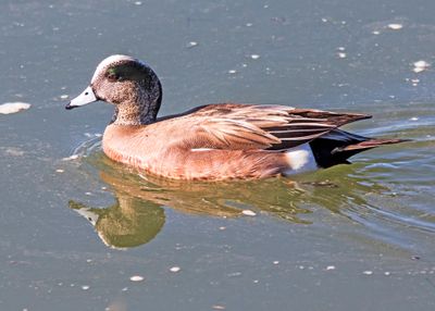 American Wigeon