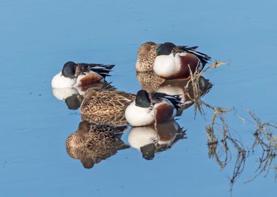 American Wigeon