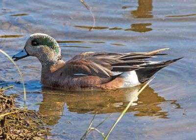 American Wigeon