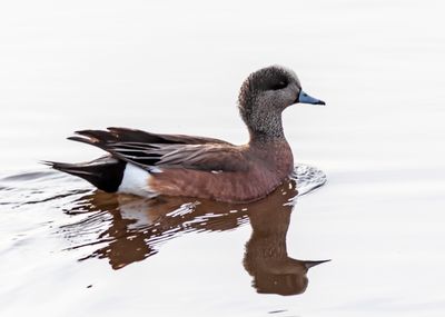 American Wigeon