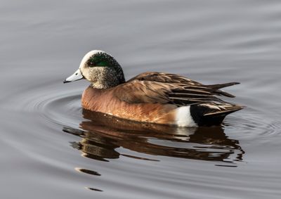 American Wigeon