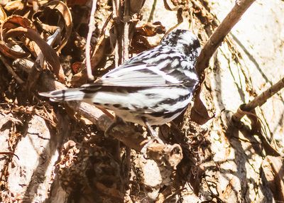 Black and White Warbler