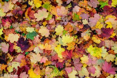 Autumn in Essen 2025-10-18