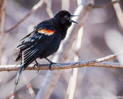 Redwing Blackbird 