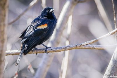 Redwing Blackbird 