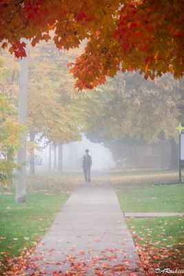 Misty Morning I