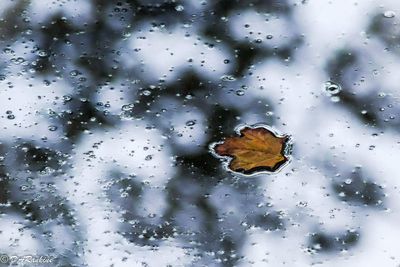 Maple Leaf Among the Clouds