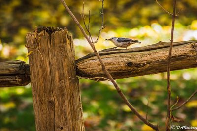 White-Breasedt Nuthatch