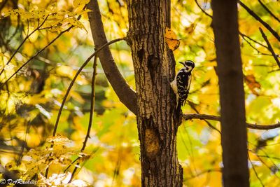 Hairy Woodpecker