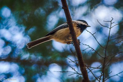 Chickadee