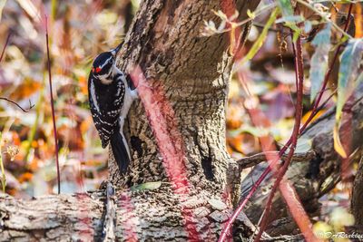 Hairy Woodpecker