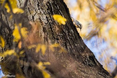 Red-Breasted Nuthatch