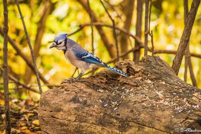 Blue Jay