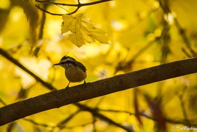 Red-Breasted Nuthatch I