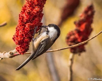 Chickadee on Sumac III