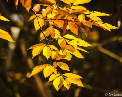 Beech Leaves in Sunlight 